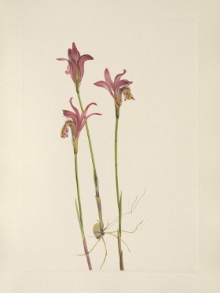 Picture of NORTH AMERICAN WILD FLOWERS 1925 - ARETHUSA