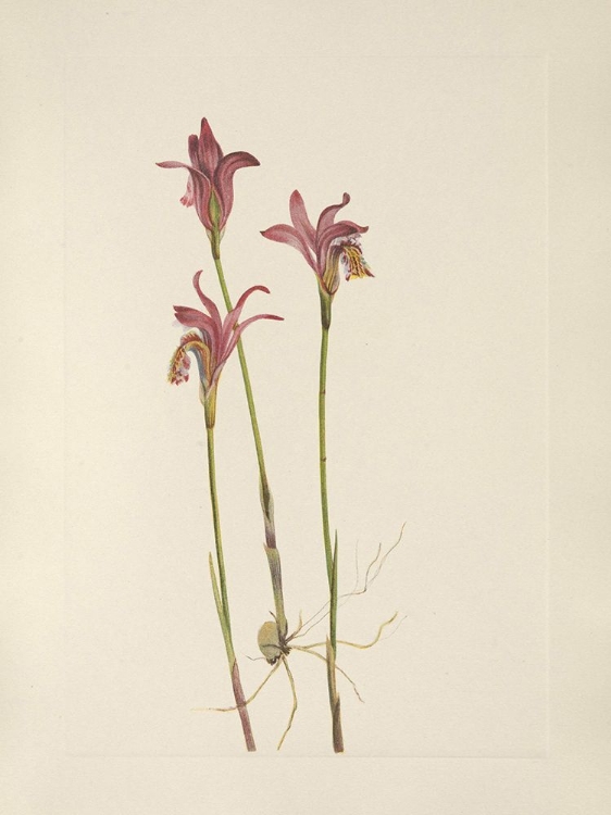 Picture of NORTH AMERICAN WILD FLOWERS 1925 - ARETHUSA
