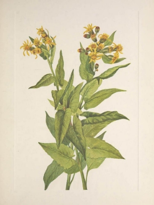 Picture of NORTH AMERICAN WILD FLOWERS 1925 - ARROWLEAF GROUNDSEL