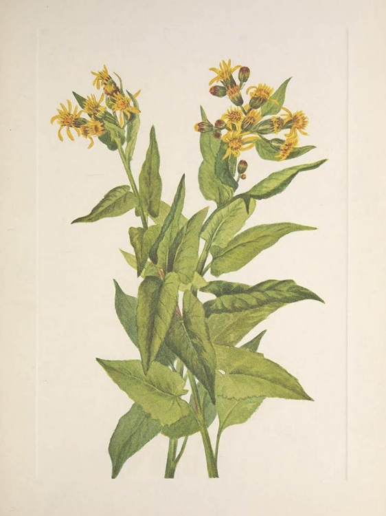 Picture of NORTH AMERICAN WILD FLOWERS 1925 - ARROWLEAF GROUNDSEL