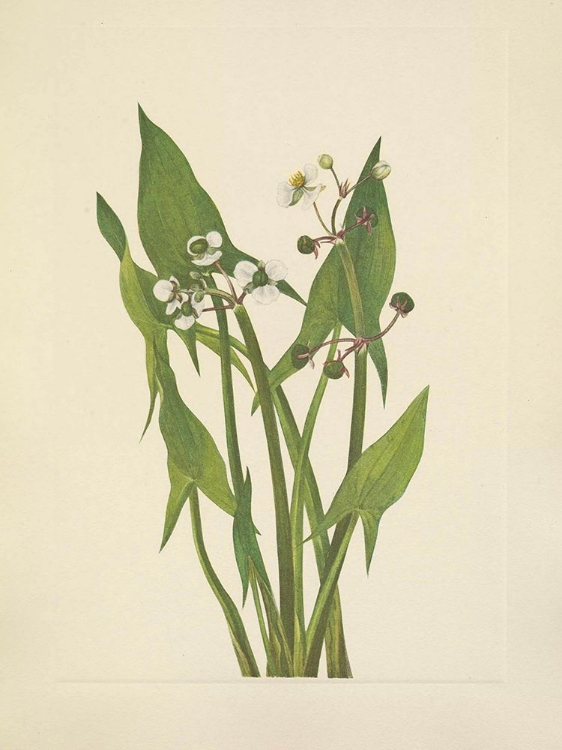 Picture of NORTH AMERICAN WILD FLOWERS 1925 - ARUM ARROWHEAD