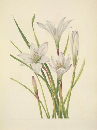 Picture of NORTH AMERICAN WILD FLOWERS 1925 - ATAMASCO LILY