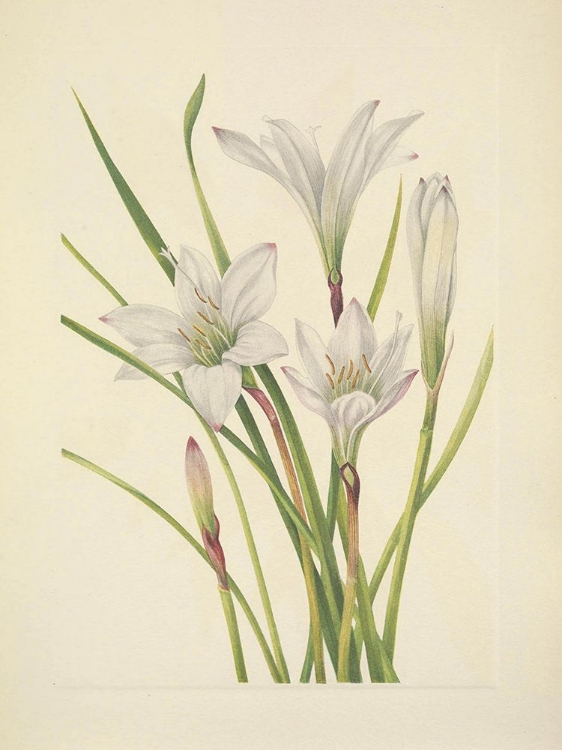 Picture of NORTH AMERICAN WILD FLOWERS 1925 - ATAMASCO LILY