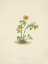 Picture of NORTH AMERICAN WILD FLOWERS 1925 - AVALANCHE BUTTERCUP