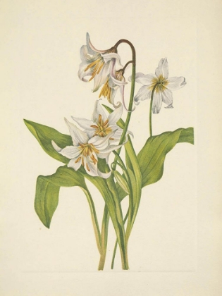 Picture of NORTH AMERICAN WILD FLOWERS 1925 - AVALANCHE-LILY