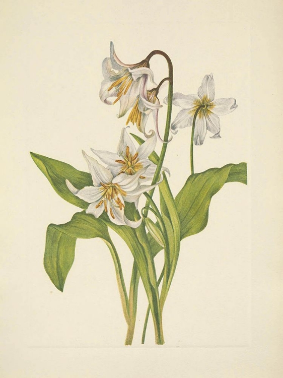 Picture of NORTH AMERICAN WILD FLOWERS 1925 - AVALANCHE-LILY
