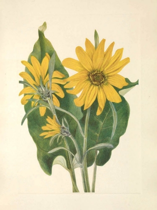 Picture of NORTH AMERICAN WILD FLOWERS 1925 - BALSAMROOT