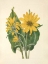Picture of NORTH AMERICAN WILD FLOWERS 1925 - BALSAMROOT