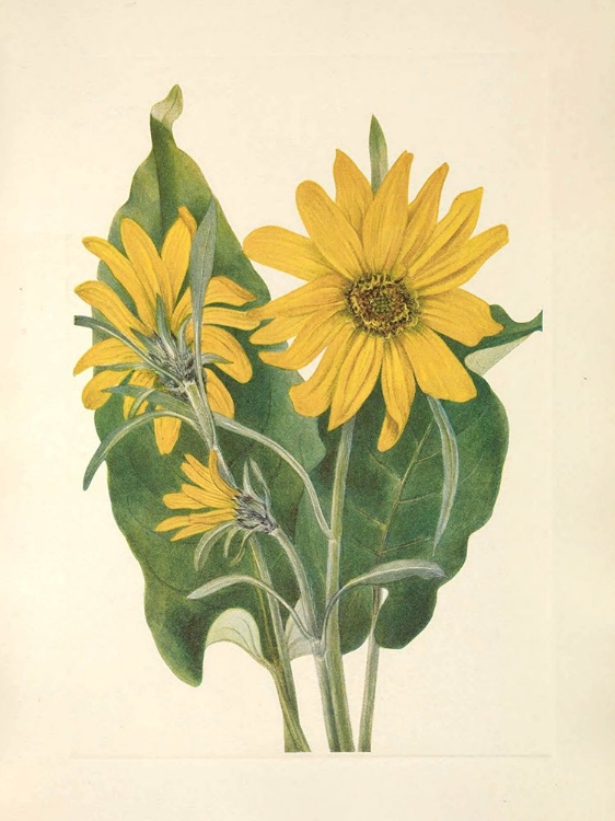 Picture of NORTH AMERICAN WILD FLOWERS 1925 - BALSAMROOT