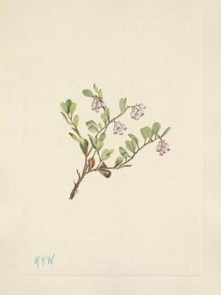Picture of NORTH AMERICAN WILD FLOWERS 1925 - BEARBERRY FLOWER