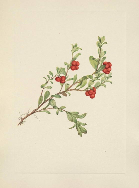 Picture of NORTH AMERICAN WILD FLOWERS 1925 - BEARBERRY FRUIT