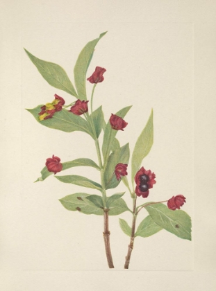 Picture of NORTH AMERICAN WILD FLOWERS 1925 - BEARBERRY HONEYSUCKLE