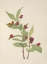Picture of NORTH AMERICAN WILD FLOWERS 1925 - BEARBERRY HONEYSUCKLE