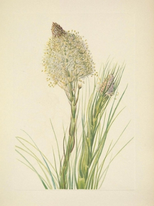Picture of NORTH AMERICAN WILD FLOWERS 1925 - BEARGRASS