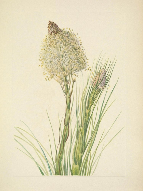 Picture of NORTH AMERICAN WILD FLOWERS 1925 - BEARGRASS