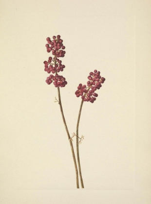 Picture of NORTH AMERICAN WILD FLOWERS 1925 - BEAUTYBERRY