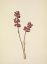 Picture of NORTH AMERICAN WILD FLOWERS 1925 - BEAUTYBERRY