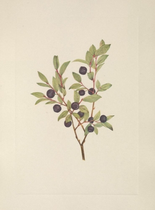 Picture of NORTH AMERICAN WILD FLOWERS 1925 - BIG WHORTLEBERRY