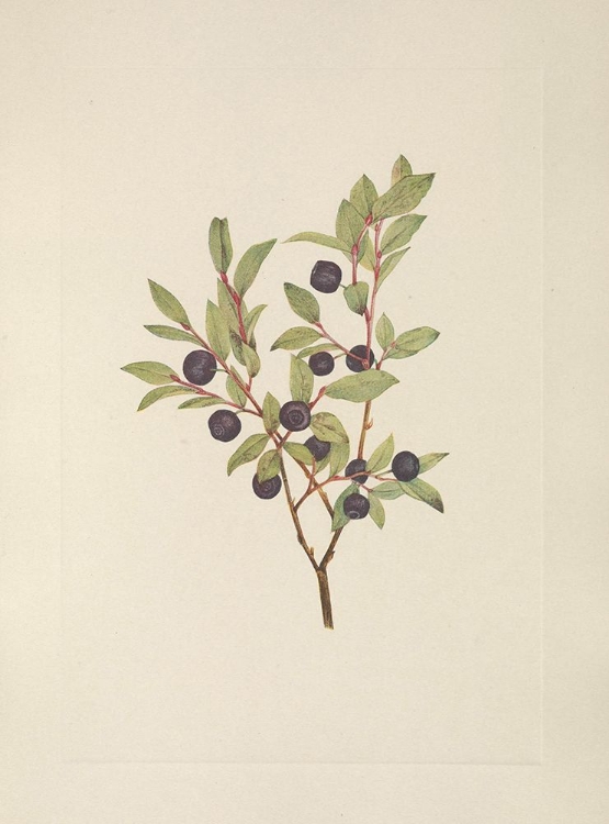 Picture of NORTH AMERICAN WILD FLOWERS 1925 - BIG WHORTLEBERRY