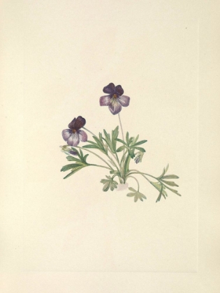 Picture of NORTH AMERICAN WILD FLOWERS 1925 - BIRDSFOOT VIOLET