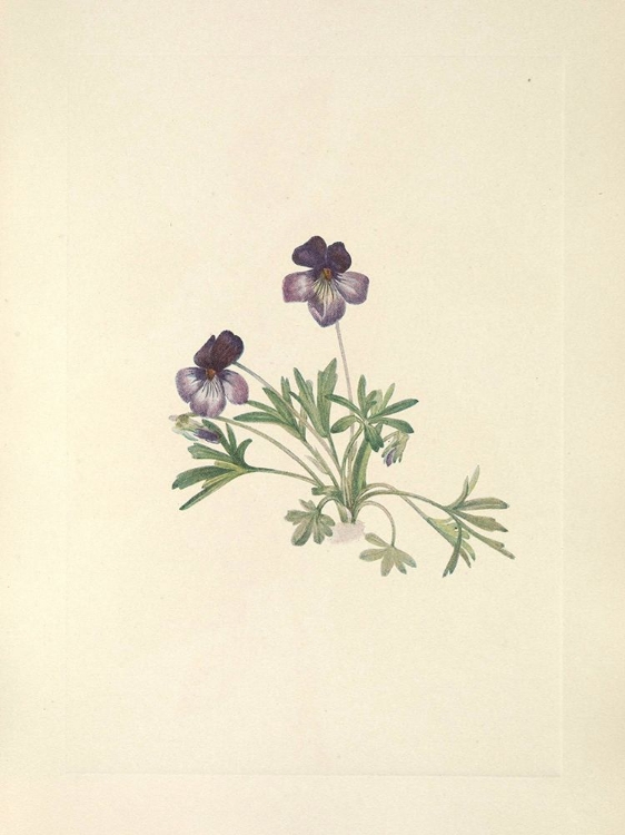 Picture of NORTH AMERICAN WILD FLOWERS 1925 - BIRDSFOOT VIOLET