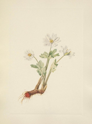 Picture of NORTH AMERICAN WILD FLOWERS 1925 - BLOODROOT