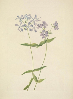 Picture of NORTH AMERICAN WILD FLOWERS 1925 - BLUE PHLOX
