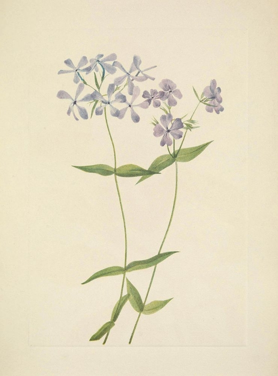 Picture of NORTH AMERICAN WILD FLOWERS 1925 - BLUE PHLOX