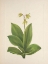 Picture of NORTH AMERICAN WILD FLOWERS 1925 - BLUEBEAD