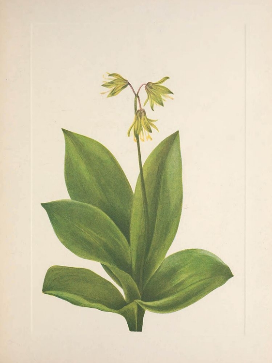 Picture of NORTH AMERICAN WILD FLOWERS 1925 - BLUEBEAD
