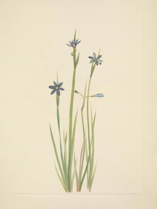 Picture of NORTH AMERICAN WILD FLOWERS 1925 - BLUE-EYED-GRASS