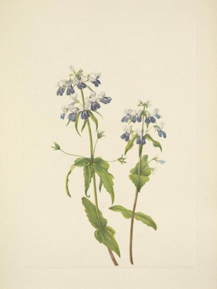 Picture of NORTH AMERICAN WILD FLOWERS 1925 - BLUE-EYED-MARY