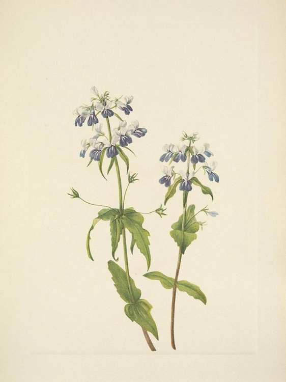Picture of NORTH AMERICAN WILD FLOWERS 1925 - BLUE-EYED-MARY