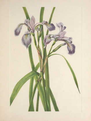 Picture of NORTH AMERICAN WILD FLOWERS 1925 - BLUEFLAG IRIS
