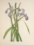 Picture of NORTH AMERICAN WILD FLOWERS 1925 - BLUEFLAG IRIS