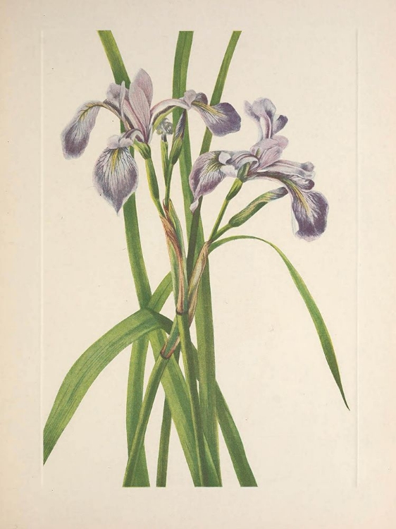 Picture of NORTH AMERICAN WILD FLOWERS 1925 - BLUEFLAG IRIS