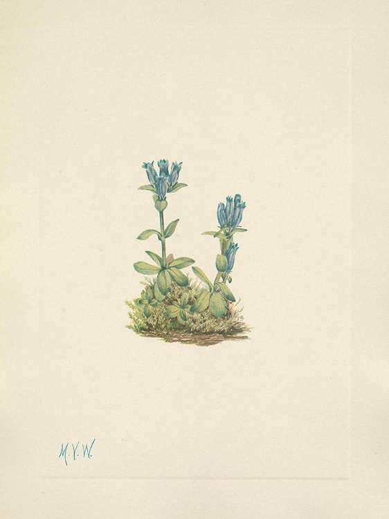 Picture of NORTH AMERICAN WILD FLOWERS 1925 - BLUEGREEN GENTIAN