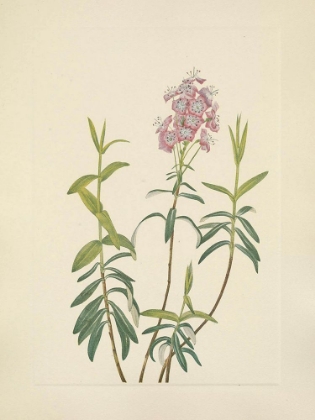 Picture of NORTH AMERICAN WILD FLOWERS 1925 - BOG KALMIA