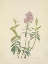 Picture of NORTH AMERICAN WILD FLOWERS 1925 - BOG KALMIA
