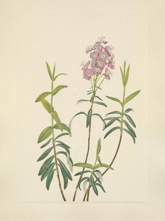 Picture of NORTH AMERICAN WILD FLOWERS 1925 - BOG KALMIA