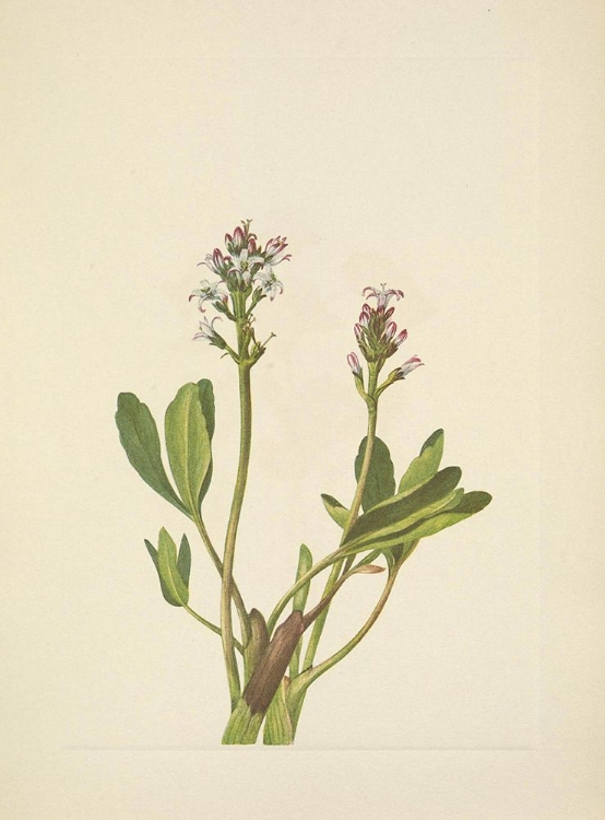 Picture of NORTH AMERICAN WILD FLOWERS 1925 - BOGBEAN