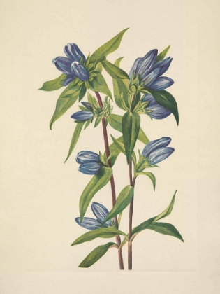 Picture of NORTH AMERICAN WILD FLOWERS 1925 - BOTTLE GENTIAN