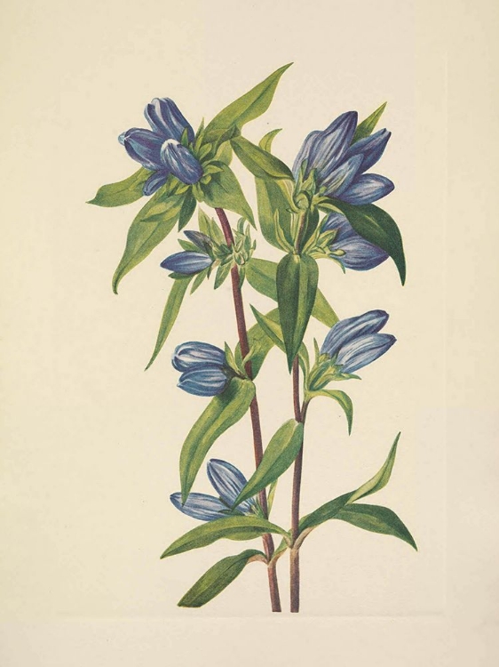 Picture of NORTH AMERICAN WILD FLOWERS 1925 - BOTTLE GENTIAN