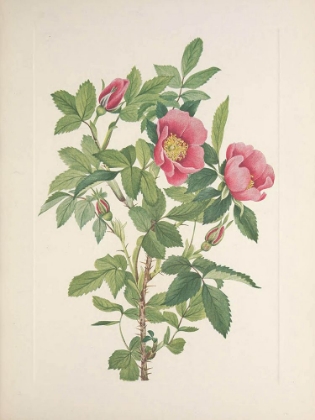 Picture of NORTH AMERICAN WILD FLOWERS 1925 - BOURGEAU ROSE