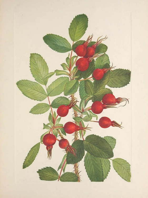 Picture of NORTH AMERICAN WILD FLOWERS 1925 - BOURGEAU ROSEHIPS