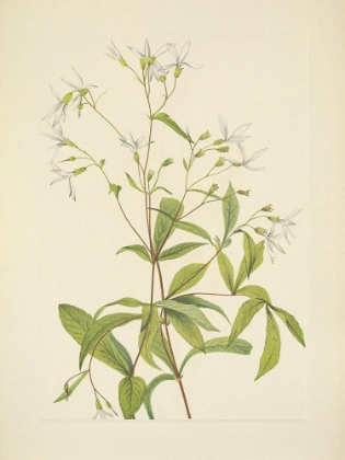 Picture of NORTH AMERICAN WILD FLOWERS 1925 - BOWMANSROOT