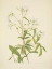 Picture of NORTH AMERICAN WILD FLOWERS 1925 - BOWMANSROOT