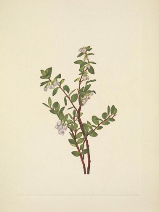 Picture of NORTH AMERICAN WILD FLOWERS 1925 - BOX HUCKLEBERRY