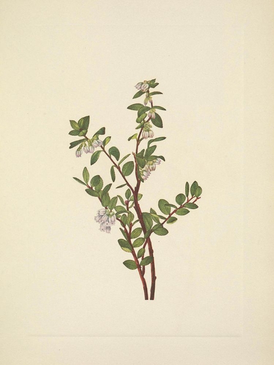 Picture of NORTH AMERICAN WILD FLOWERS 1925 - BOX HUCKLEBERRY