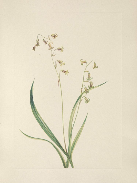 Picture of NORTH AMERICAN WILD FLOWERS 1925 - BRONZEBELLS